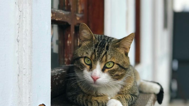 Fa ablakpárkány csere házilag